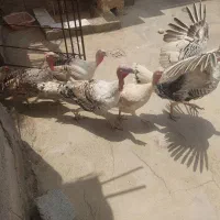 فروش بوقلمون نر وماده