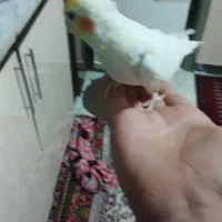 عروس هلندی|پرنده|چناران, |دیوار