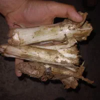 کنگر تازه محلی