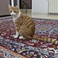 واگذاری رایگان گربه نر