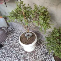 بونسای کراسولا خرفه ای|گل و گیاه طبیعی|قم, لسانی|دیوار