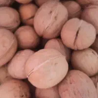 گردو درجه یک ممتاز