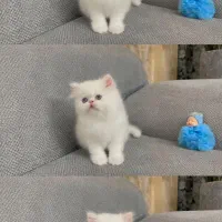 گربه پرشین کت