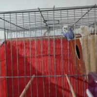 مرغ عشق پروانه ای