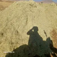 کاه لوبیا نرم تمیز درجه یک