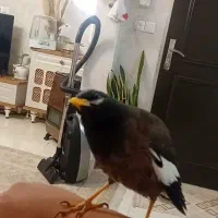 مرغ مینا سخنگو|پرنده|پاکدشت, پاکدشت (مامازند)|دیوار