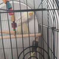 عروس هلندی جفت|پرنده|مشهد, قائم|دیوار