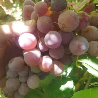 کود تقویتی افزایش تناژ