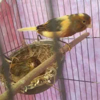 قناری به همراه جوجه ها|پرنده|تهران, امیریه|دیوار