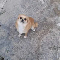 گمشده دو عدد سگ شی واوا