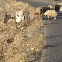 الاغ ماده