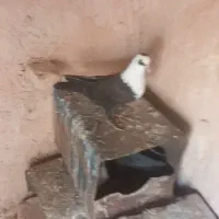 سینه|پرنده|ملک‌آباد, |دیوار