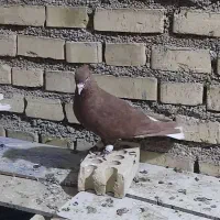 کوت عبدالله|پرنده|کارون, |دیوار