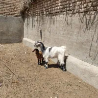 بز زایده جوان قیمت مفت مفت