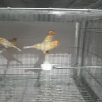 قناری نروماده موزاییکی|پرنده|اصفهان, فیزادان|دیوار