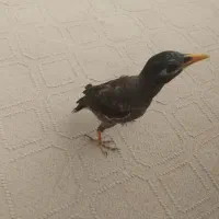 مرغمینا سه ماهه قفس بزرگ