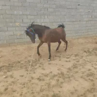 فروش مادیان کرد|اسب و تجهیزات اسب‌سواری|نجف‌آباد, ویلاشهر|دیوار