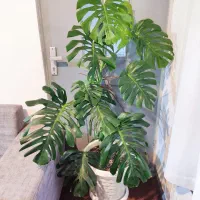 گل زیبای مانسترا ، برگ انجیری|گل و گیاه طبیعی|آمل, |دیوار