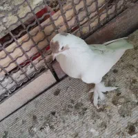 کبوتر سسلی
