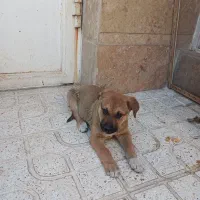 واگذاری توله سگ رایگان