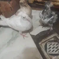 جوجه کفتر|پرنده|مشهد, کوی سیدی|دیوار