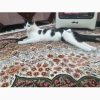 گربه گم شده