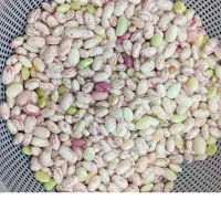 لوبیا چیتی|حراج|شاندرمن, |دیوار