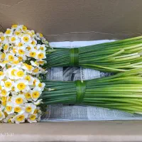 گل نرگس|گل و گیاه طبیعی|بیرجند, |دیوار