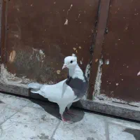 طوقی سرخ هفت رنگ