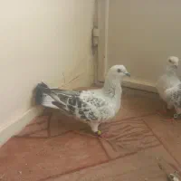 پرنده|پرنده|مشهد, کوشش|دیوار
