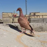 دنش جوجه نر از تاب درآمده