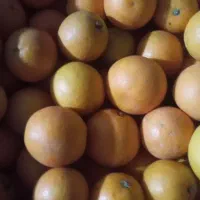 پرتقال|خوردنی و آشامیدنی|فومن, |دیوار