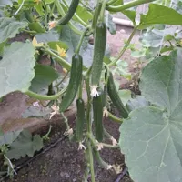 کارگر خانم گلخانه|استخدام صنعتی، فنی، مهندسی|چناران, |دیوار