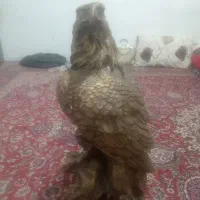 مجسمه. عقاب. فروشی است چون پول لازم دارم