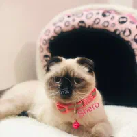 گربه سیامی اسکاتیش|گربه|ساری, |دیوار