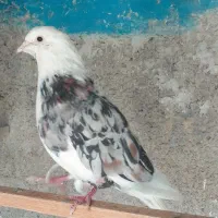 کبوترخوش نقش