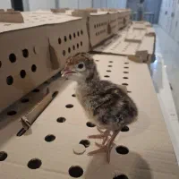 جوجه بوقلمون گوشتی برنز(۱ روزه ،۳۰ روزه )|حیوانات مزرعه|ورامین, ورامین|دیوار