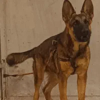 توله ژرمن شولاین 5 ماه