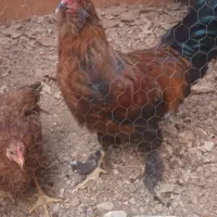 خروس پاپر و مرغ