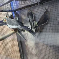 عروس هلندی طوسی