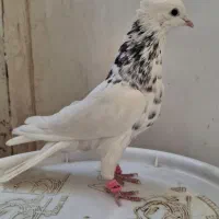 کبوتر طوقی|پرنده|کاشمر, |دیوار