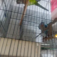 طوطی راهب|پرنده|رباطکریم, رباطکریم|دیوار