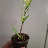 زامفولیاابلق غده دار مناسب کلکسیون دارها