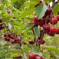 باغ-و-زمین-ییلاقی