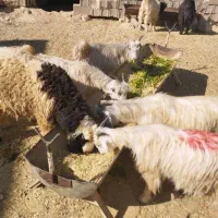 کهره چاق|حیوانات مزرعه|مرودشت, پشت سایپا‎|دیوار