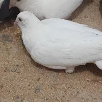 کبوتر سفید پاک نوچه