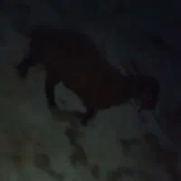 بره ماده