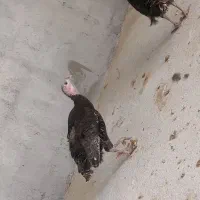 بوقلمون ماده با تخم وو بدون تخم