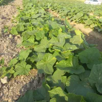 خیار درجه یک برا خیار شور