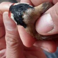 سهره چهار گل زنجیره ای ۳ماه قفس بخون